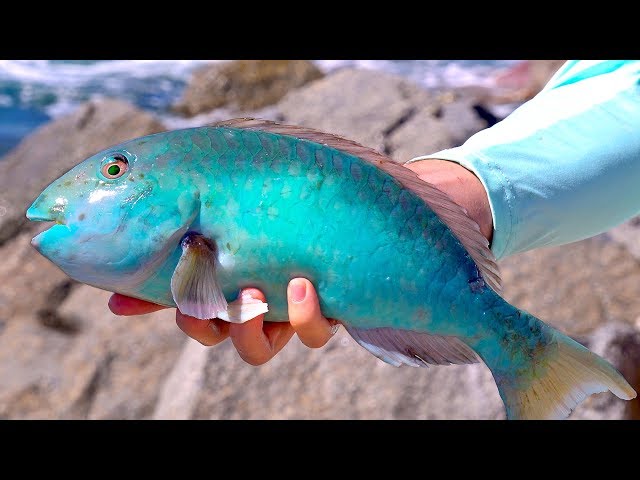 Using Seaweed as Bait to Catch Tropical Fish