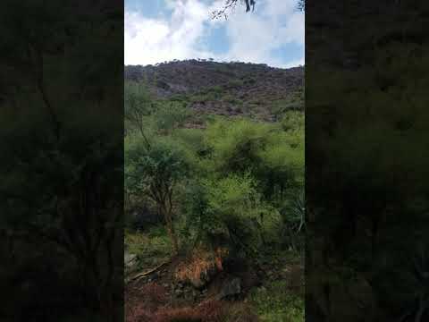 ماويه الجرانع