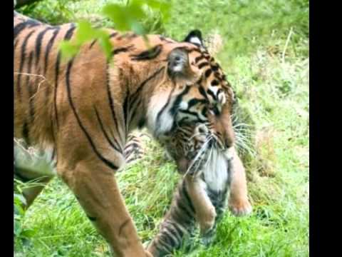 download lagu mp3 mp4 Hungry Tigress, download lagu Hungry Tigress gratis, unduh video klip Hungry Tigress