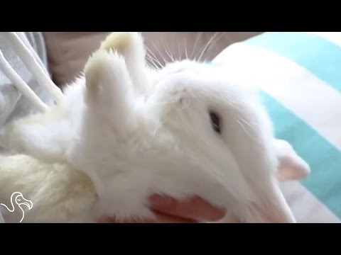 YouTube video about: Why does my rabbit lay on his back?