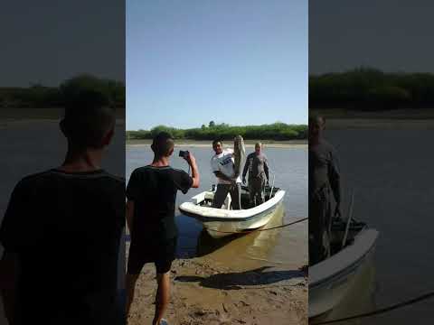 HERMOSA PESCA: ARROYO LOS AMORES LAS GARZAS .   SANTA FE ARGENTINA      .W.D.S.💕💞