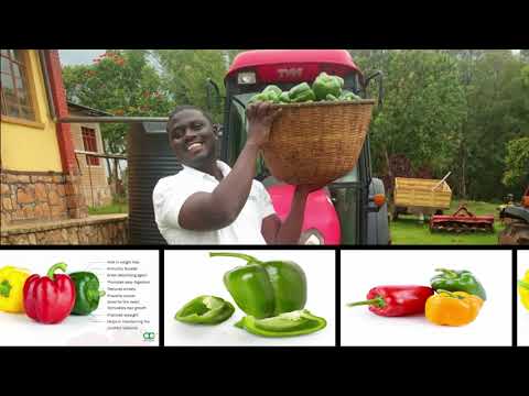 MENYA UKO BAHINGA POIVRON| How to grow bell pepper or capsicum.
