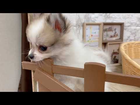 岐南店新入りちゃん🌼136415ポメチワくん🌼📷1/12撮影