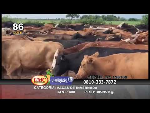 Lote 400 Vacas de invernar en Gral. San Martín, Chaco