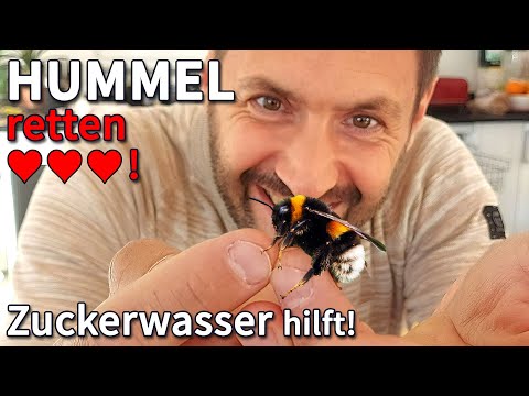 Ho to revive a BUMBLE BEE 🐝❤️! Saving a bumble bee with sugar water!