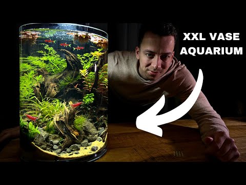 Creating A Giant No Filter Vase Aquarium - Step-by-step Aquascape Tutorial