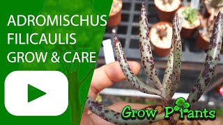 Adromischus filicaulis - grow & care (Colored succulent)