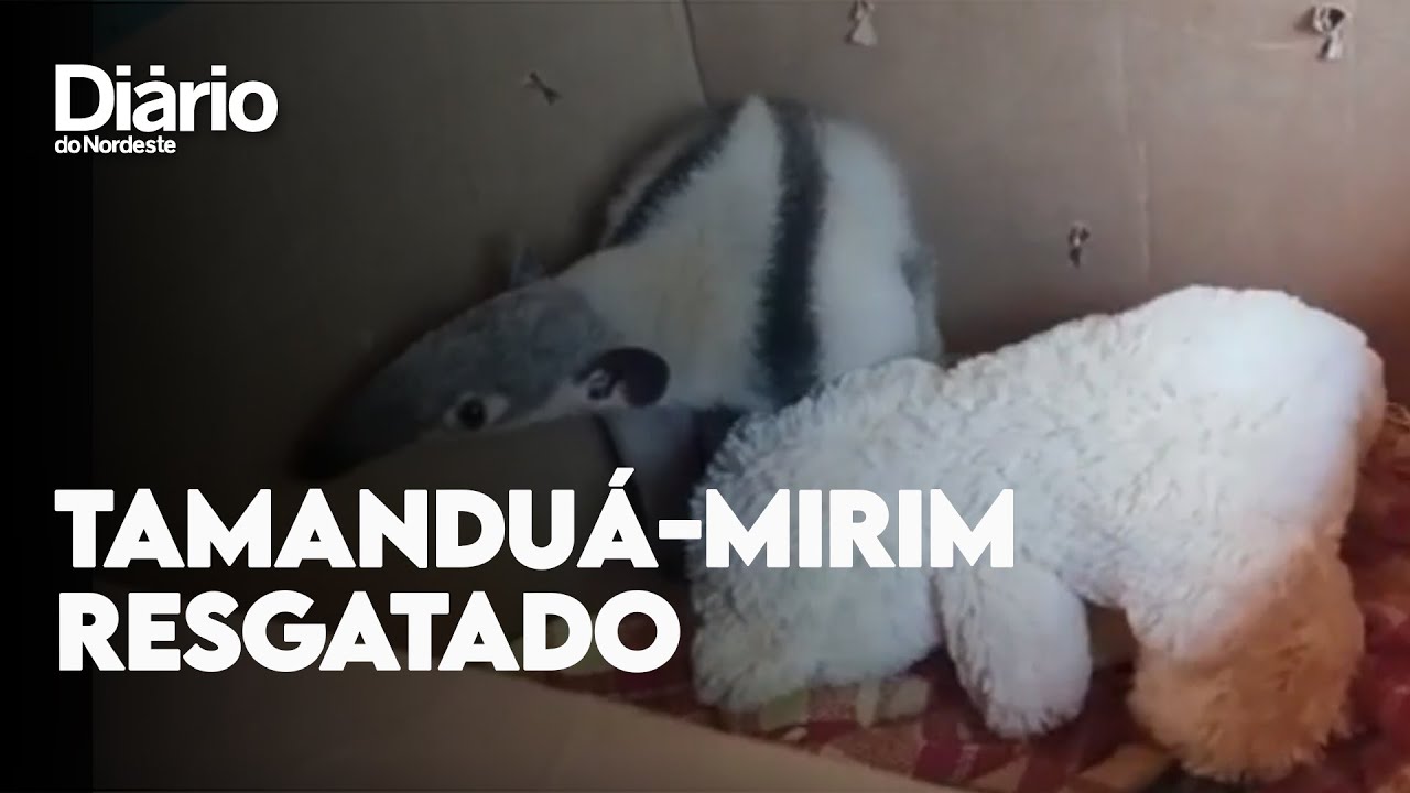 Imagem da notícia Tamanduá-mirim é resgatado após sofrer acidente com a mãe no Interior do Ceará