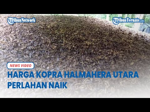 Harga Kopra di Halmahera Utara Berlahan Naik, Dibeli Saat ini Rp 6 500 Perkilonya