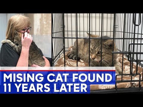 Cat missing for 11 years reunited with owner - YouTube