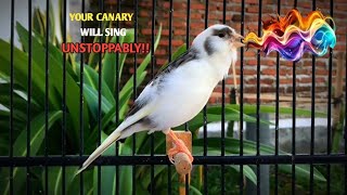 Download lagu The Most Effective Canary Training Song‼️ Your Canary Will Sing Immediately🐦 mp3