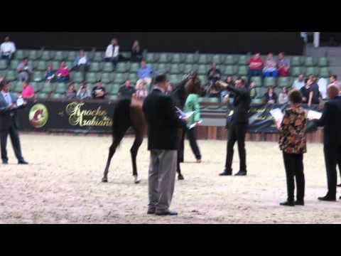 Profender KA & Al Khabeer D at Belgium Nationals