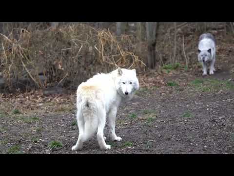 A Fierce Game of Tag Between Wolves