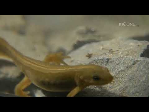 Waterways - The Royal Canal - Episode 5