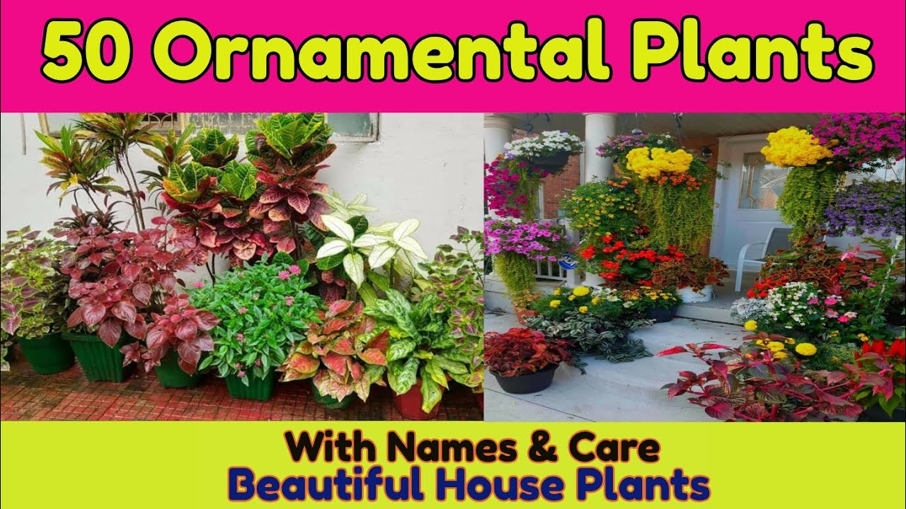 Putar video 50 Best ornamental plants for your garden/ Common House plant's with names & Prices sekarang 50 Best ornamental plants for your garden/ Common House plant's with names & Prices
