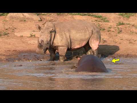 Furious Hippopotamus Tries to Attack Rhinoceros and See What Happened!