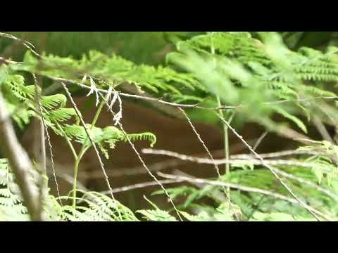 Orkatz emea saingaka - Corza ladrando.