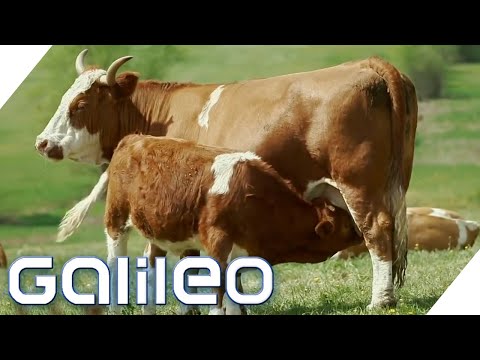 Glücklichste Rinder: Kann man sich das Fleisch noch leisten? | Galileo | ProSieben