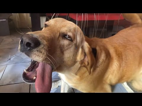 Quand Dieu vous envoie un chien très drôle