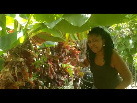 Trimming and Maintaining Your Banana Trees to Maximize Banana Harvest