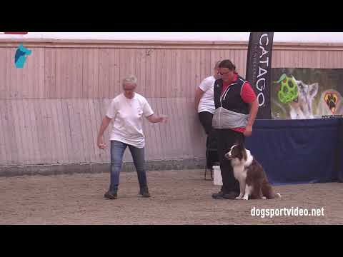 Qualification - Carina Mayerhofer + Gorgeous Gentleman of Silent Storm/Border Collie - Austria