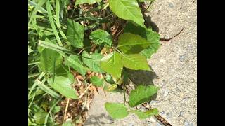 How to Outmaneuver Poison Ivy
