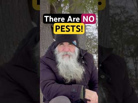 Ecological Pest Control: Companion Planting Through Animal Eyes