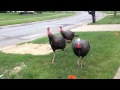 Turkey Chase Turkey Chase