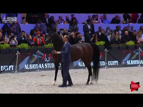 N.113 EQUATOR - Paris 2017 - Senior Stallions (Class CM6A)