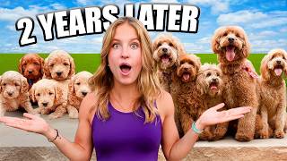 Puppies are Reunited after 2 Years! Will they remember