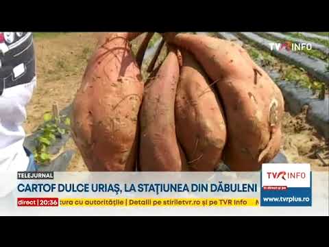 , title : 'Un cartof dulce uriaş a fost recoltat la Staţiunea de Cercetare de la Dăbuleni'