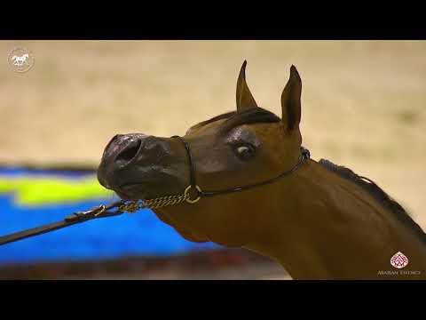 N 99 D SHAHEER   Dubai Arabian Horse Show 2020   Yearling Colts Class 9A