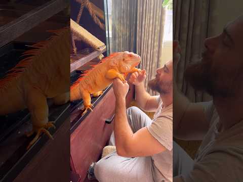 Our usual morning 🧡 #lizard #reptile #dragon #orange #iguana #pet #petiguana #cute