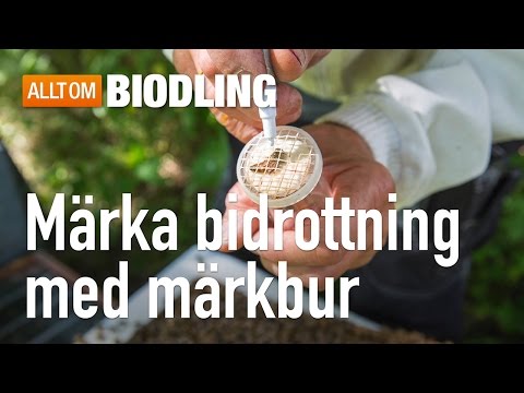 Märka bidrottning med märkbur - Biredskap - Biodling