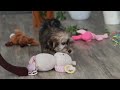 Morkie dogs for sale: Buddy - Video 1