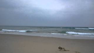 preview picture of video 'petit chien à la plage excellent!'