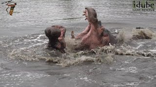 Hippos Fighting? Or Making Love? | African Wildlife Interactions | Safari Adventures