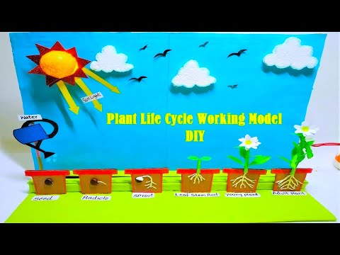 stomata model stomatal opening and closing science project howtofunda diy