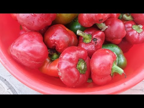 Фаршированные гогошары на зиму самый вкусный рецепт