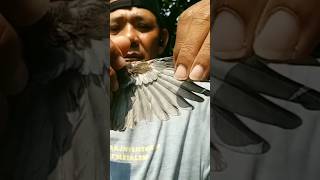 Download lagu Burung perkutut dengan ciri ini banyak dicari para kolektor dan penghobi #shorts mp3