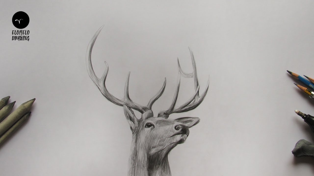 How To Draw A Deer: Pencil Sketch: Deer Drawing