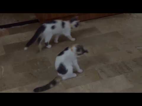 Cat First Collar Experience