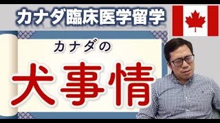【困ってます】カナダの犬事情【カナダ留学】【医師】