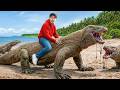 Living With World S Largest Lizard On Earth