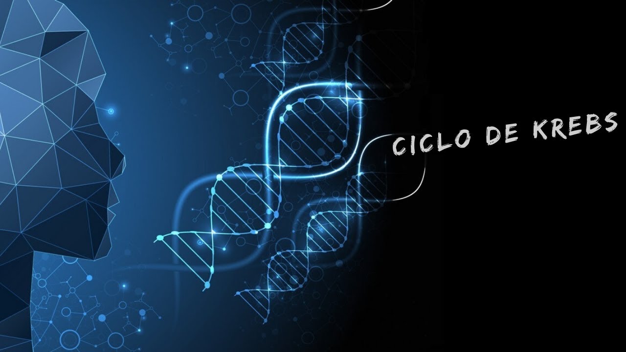 Ciclo de Krebs
