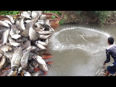 SE03EP104 - JACKPOT na NAMAN! Ang MINI TAIWAN ng SAN PABLO | SAKLOB ng DALA ( Cast Net Fishing )