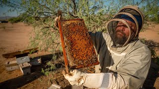 The Art and Science of Beekeeping | PARAGRAPHIC