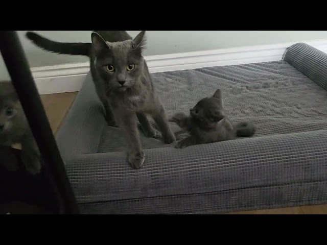 Chaton bleu/gris femelle, nés le 8 avril dans Chats et chatons à adopter à Longueuil/Rive Sud