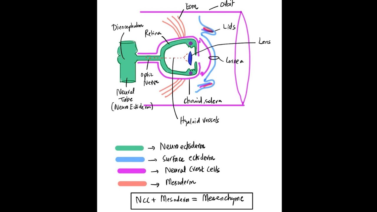 Clinical Embryology of The Eye - Part 1 (Basics)