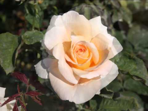 Jan WERICH- Cecílie